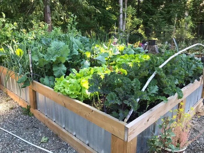 Our Veggie Garden