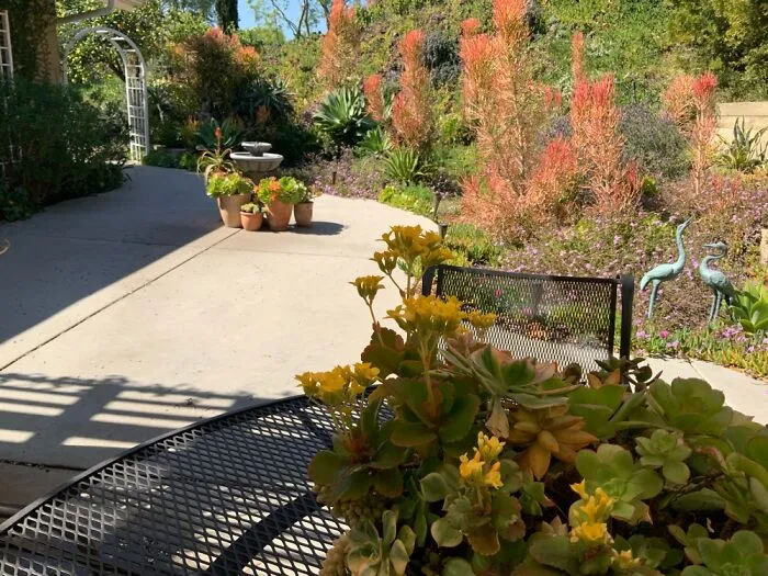 Our California Succulent Garden…after Years Of Drought,