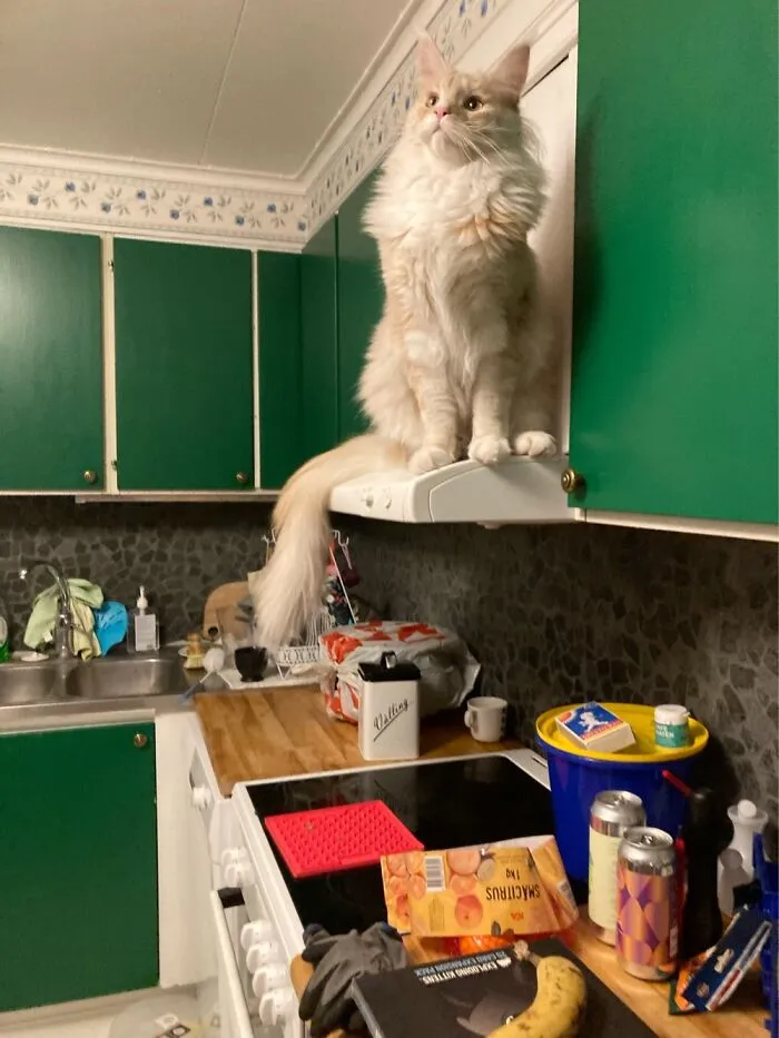 Lord Of The Kitchen