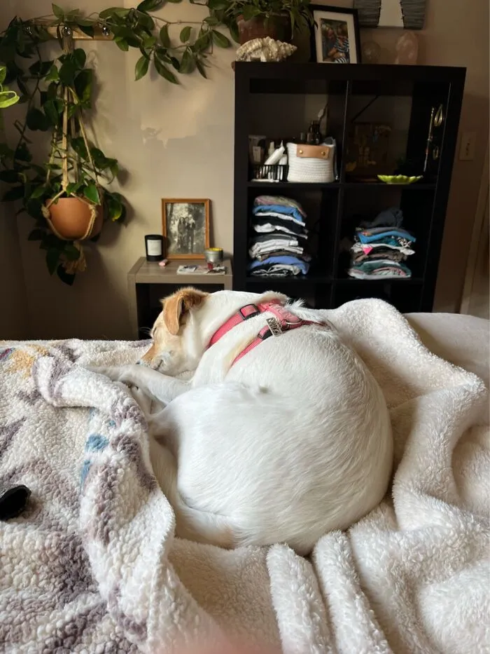 My Dog + My Houseplants + A Good Book.