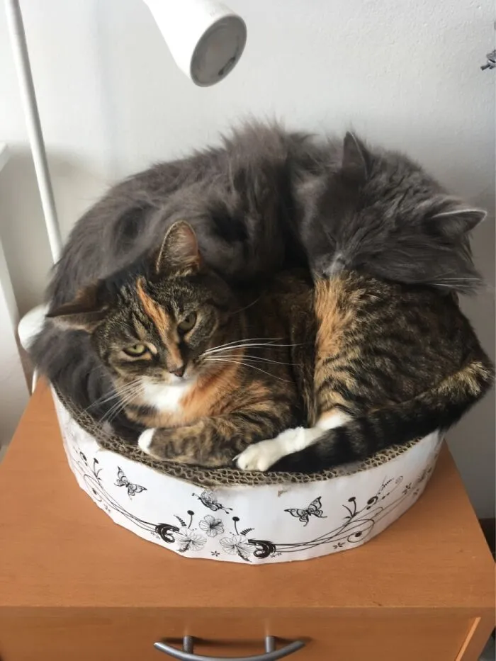 My Kitties