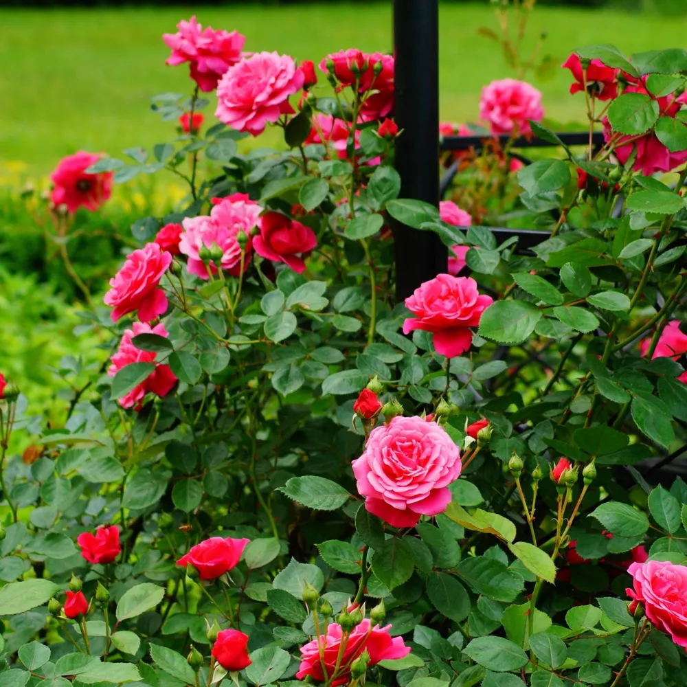 My Mother’s Hoa Banned Vegetable Gardens, So Mom Planted Tomatoes And Surrounded The Bed On All Three Sides With Rose Bushes To Hide Them.