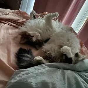 Kittiorigami Cat-Lover
