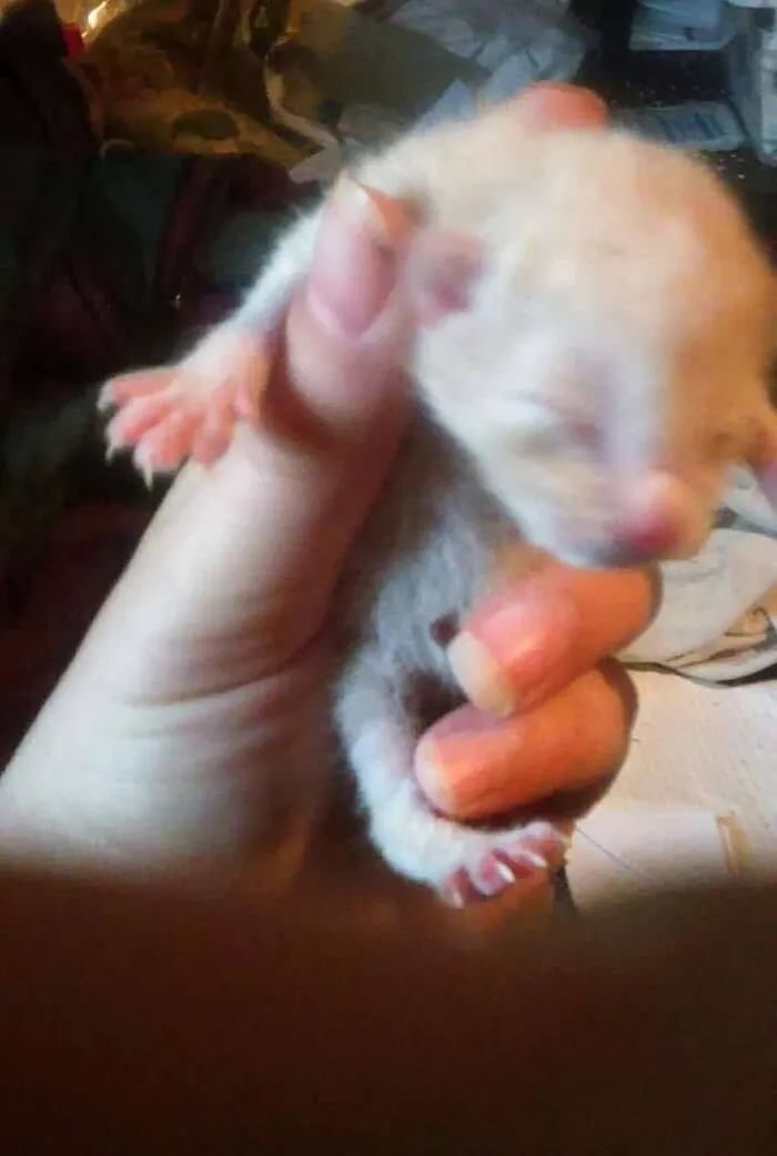 Day Old Rango And His Big Feet. He's A Massive 6 Year Old Now With Even Bigger Feet And An Even Bigger Heart. My Sweet Big Boy.