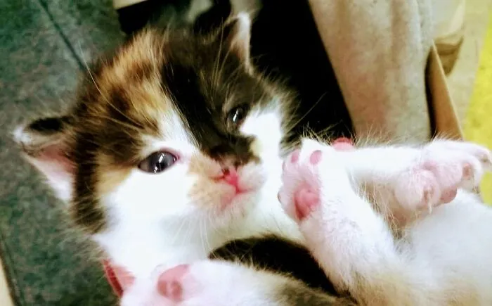 Amalia The Cat, 3 Weeks (She's 6 Yo Now, Much Bigger Cat And Bigger Assho*e, But I Still Love Her)