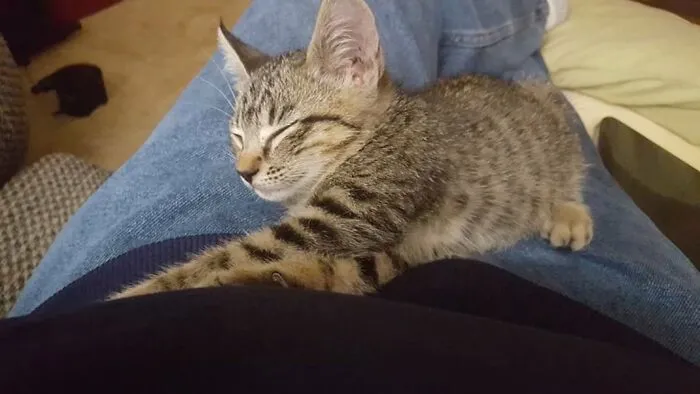 Nap Time On Daddy