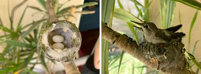 I Had The Privilege Of Watching Two Baby Hummingbirds Grow Up In My Backyard, From Jellybean Eggs To Independent Birds