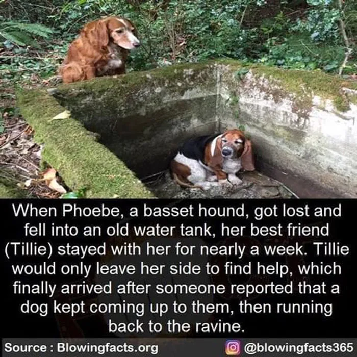 Phoebe And Tillie