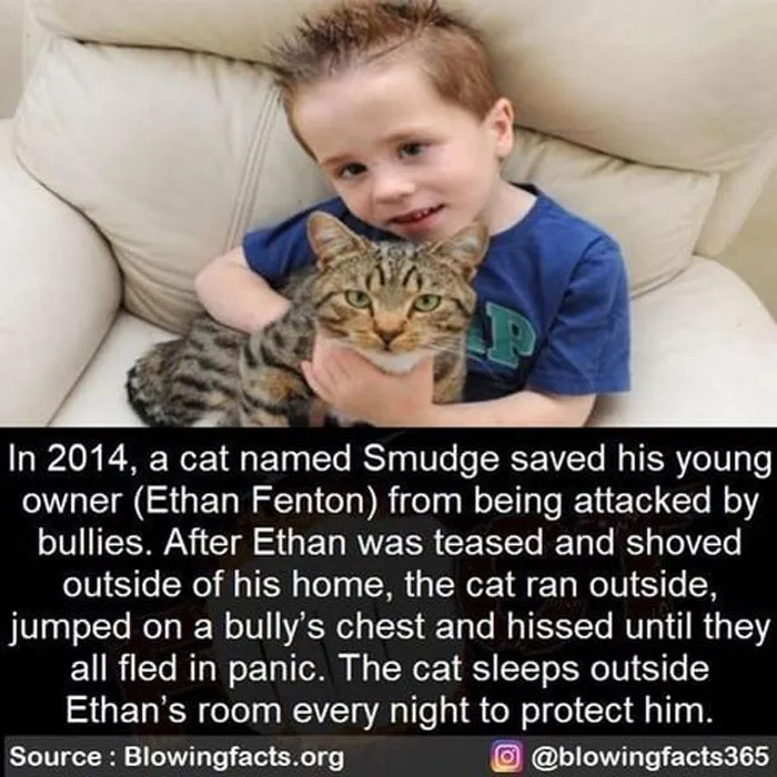 Hero Cat
