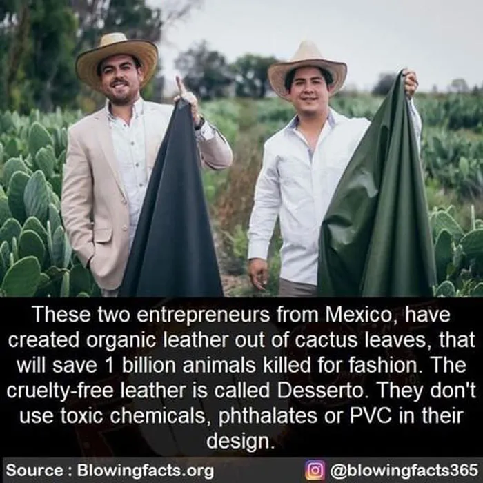 Cactus Leather