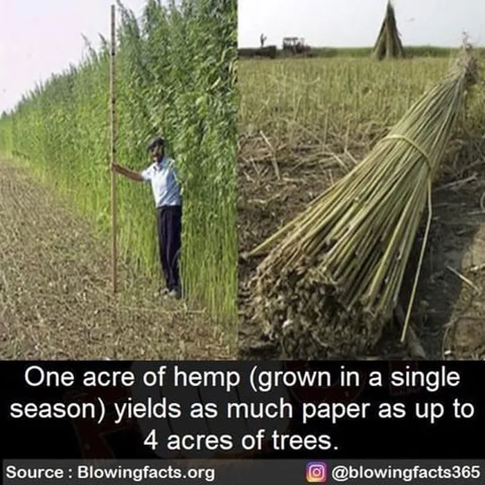 Hemp