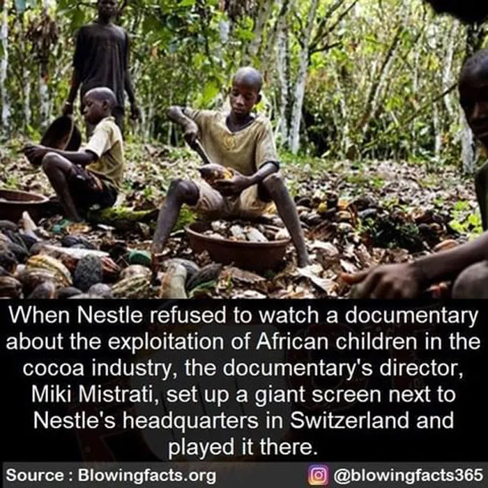 Cocoa Industry