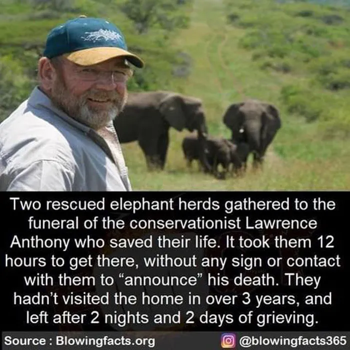 Rescued Elephants