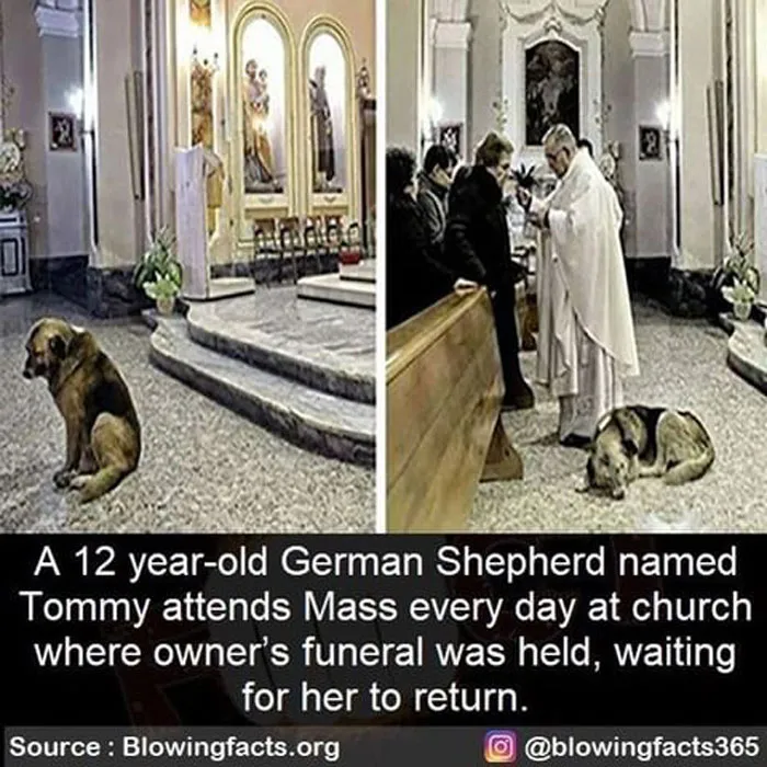 Loyal Dog