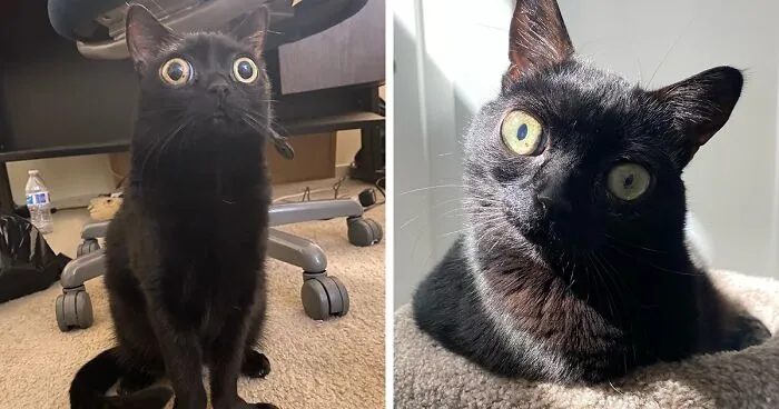Black Cat With Huge Eyes And Paws Named Mayor Of Town Called Hell