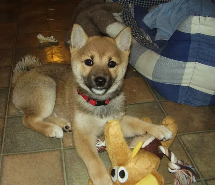 Junko In Small, She's Almost Eleven Now.