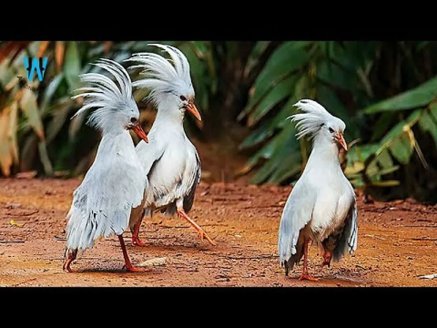 You Can Find The Kagu Or Cagou Flight Less Bird In New Caledonia.