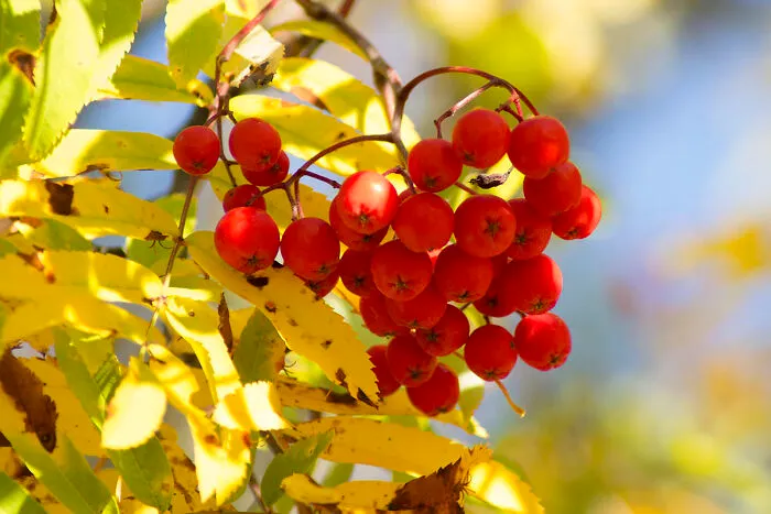My Nature Photos From Finland (12 Pics)