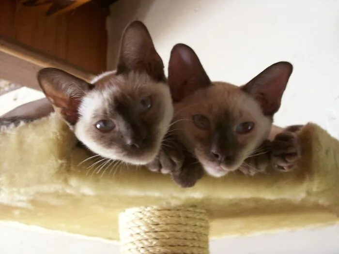 Siblings Sammy & Lucy, About 4 Months Old Here.  They Just Turned 12.