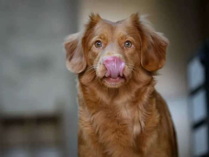 30 Times Pets Surprised Their Owners By Showing Just How Intelligent They Can Be