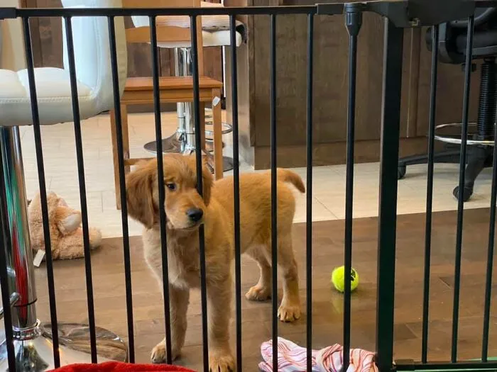 Our Pup, Patsy, When She Was Outside The Pen Area And We Were Inside. "Hey! I Want To Get To You! Lemme Just Squeeze Right In Here..."