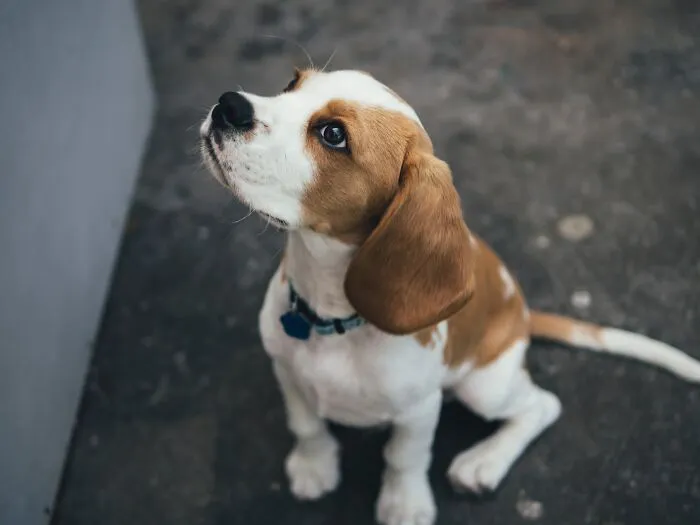 30 Times Pets Surprised Their Owners By Showing Just How Intelligent They Can Be