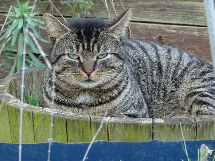 Este es mi jardín, pero ese no es mi gato. No sé quién es, de dónde viene, ni cómo se llama, pero sigue viniendo y comiendo la comida de mi gato. Es corpulento, parece sano, y es un descarado, ¡lo encontré en mi sofá hace un par de días!