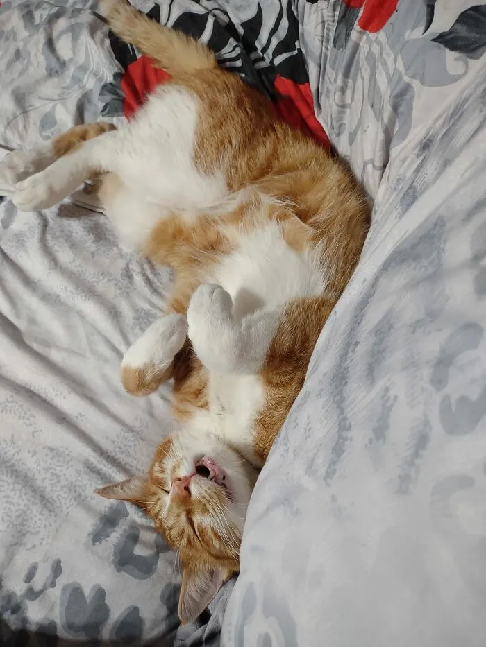 This Is Marley.  Marley Is My Upstairs Neighbors' Cat.   This Is My Couch.  I Don't Think Marley Got The Memo
