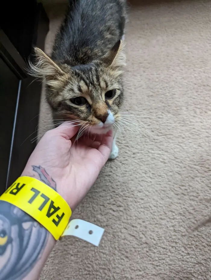 Hoy recibí un nuevo colchón y estaba belleza entró cuando hacía pasar a los chicos a mi apartamento. No es mi gato