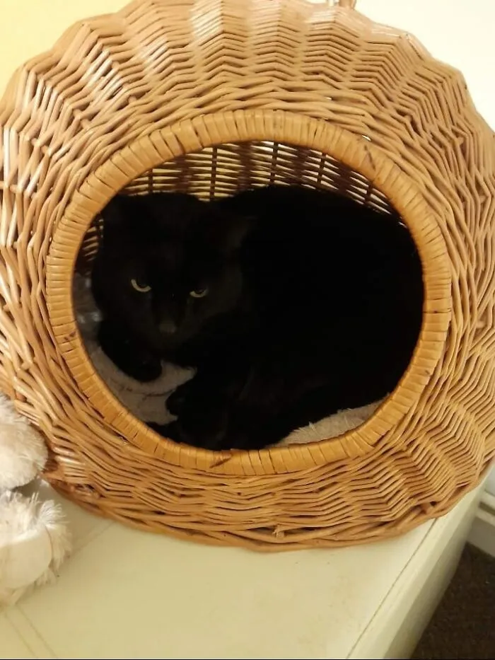 Acabo de encontrar esto en la cesta de mi gato. ¡Ese no es mi gato! 