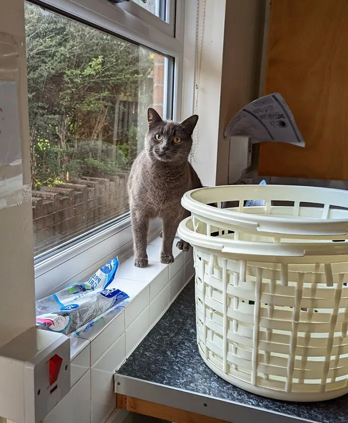 No se permiten mascotas en mi apartamento, pero aparentemente nadie le dijo a este bebé o a su amigo pelirrojo, y obviamente yo nos lo voy a delatar