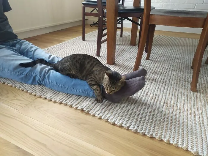 The Little Fellow Has Become Cuddly Now … I Guess I Have A Cat. Kinda. It Turns Out He’s My Neighbor’s Cat And Lives With Two Other Cats. So He Basically Comes To My House For Some Piece And Quiet