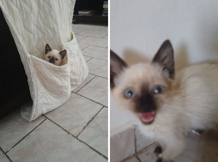 This Petite Démon Found A Cozy Place At My Car In A Rainy Evening, Then Found My Sofa And Tried  To Eat My Soul