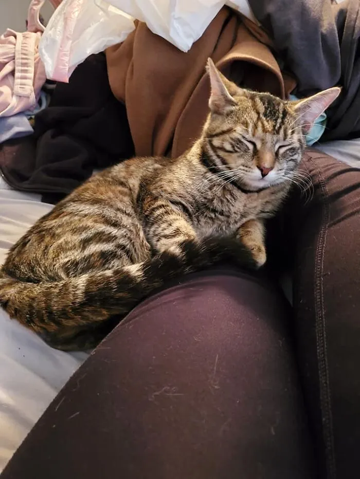 NO. ES. MI. GATO, sigo diciéndome a mí misma 