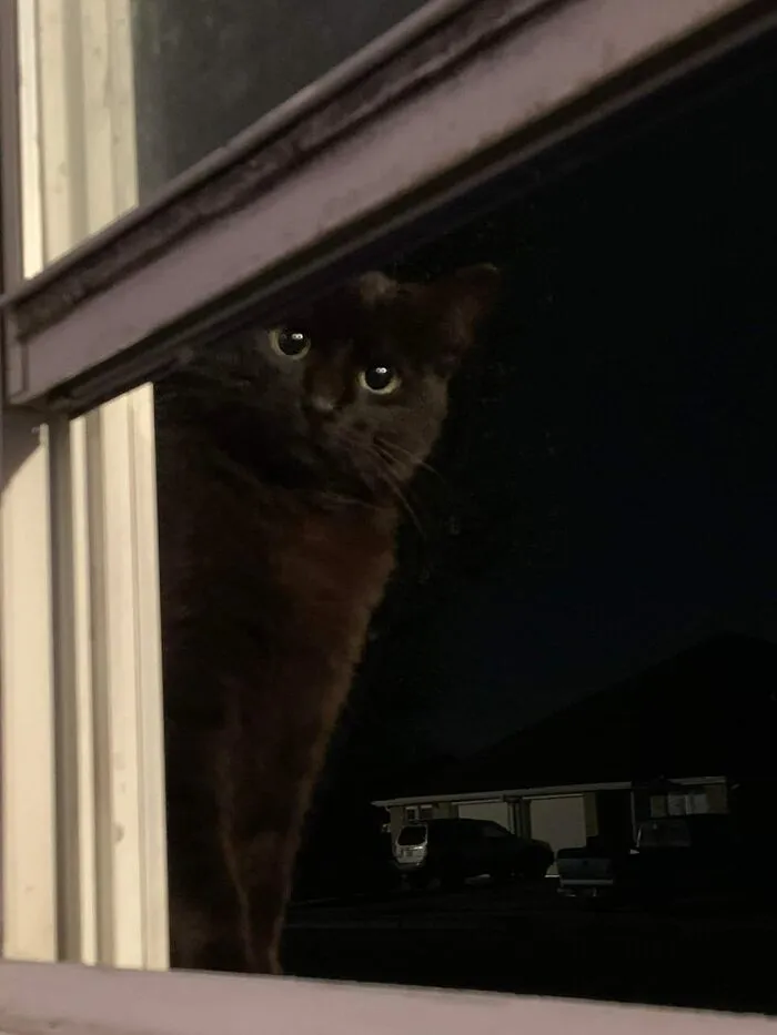 Apuesto a que mi vecino cree que a su gato le gusta pasear por toda la ciudad cuando es de noche