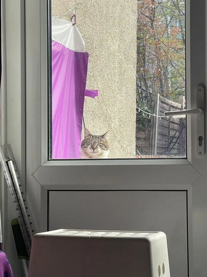 Furthermore, This Fella Has Greeted Me The Last Few Mornings. He’s Chonky And If His Collar Is To Be Believed, His Name Is ‘Do Not Feed!’