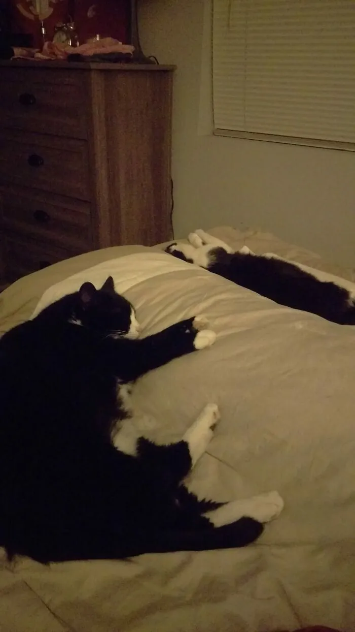 Esta es mi cama, pero esos no son mis gatos