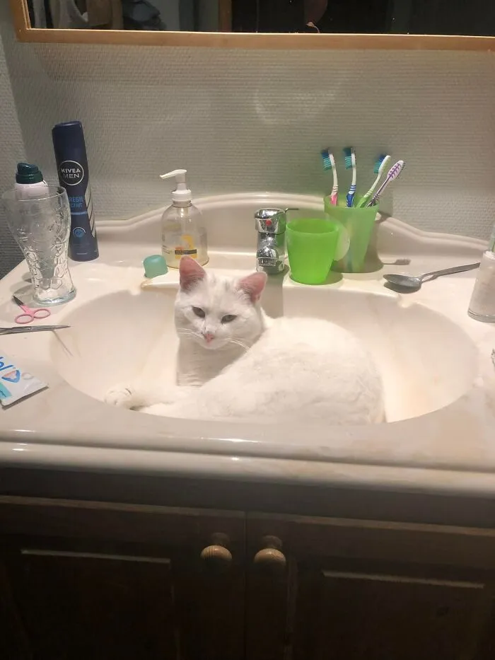Este es mi baño, pero ese no es mi gato