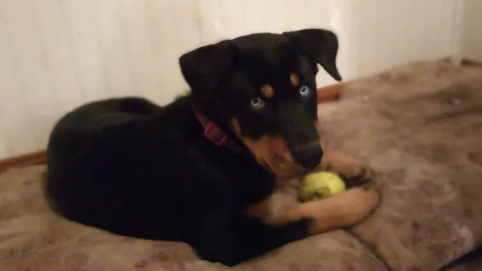 Roxie And Her Ball!
