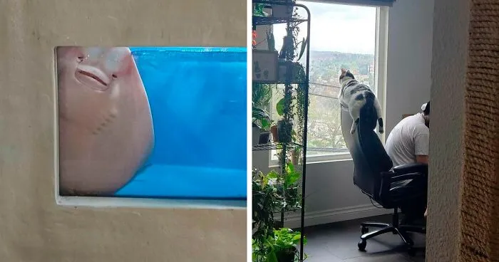 'Not My Animal': 40 Animal Pics That Just Don't Make Any Sense, As Shared On This Instagram Account