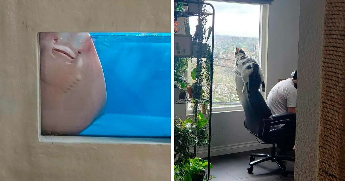 38 Fotos de animales que no tienen ningún sentido, compartidas en esta cuenta de Instagram