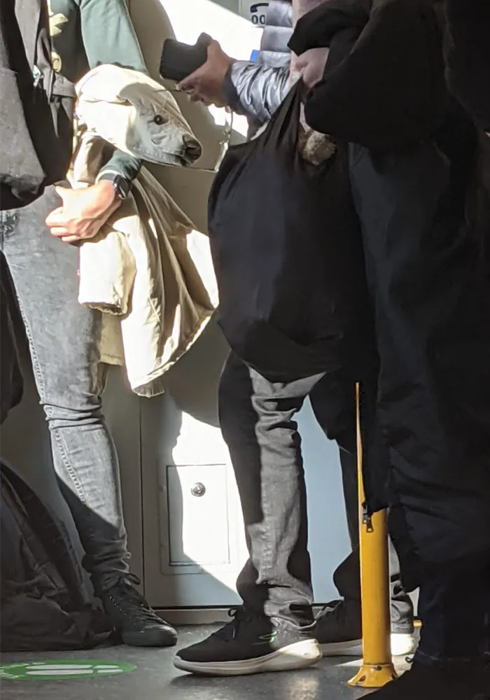 Tomé esta foto en el tren. Mira la chaqueta blanca, parece un oso