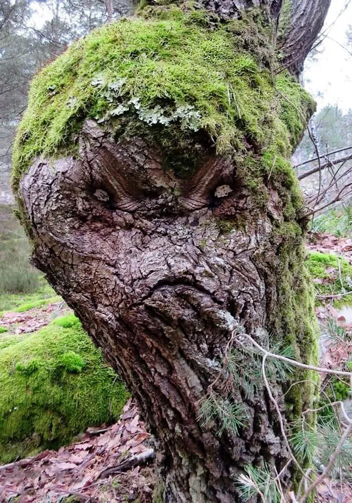 Un árbol un poco espeluznante