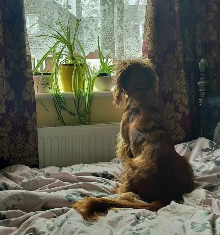 La espalda de mi perro parece un hombre mayor con bigote