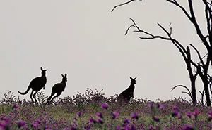 I’m Discovering My Gift Of Photography Just As Cancer Is Taking Away My Eyesight, And Here Are 14 Of My Best Nature Photos