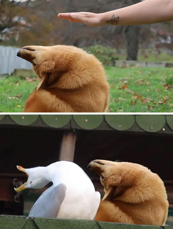Perro esquivando la mano agachándose hacia atrás