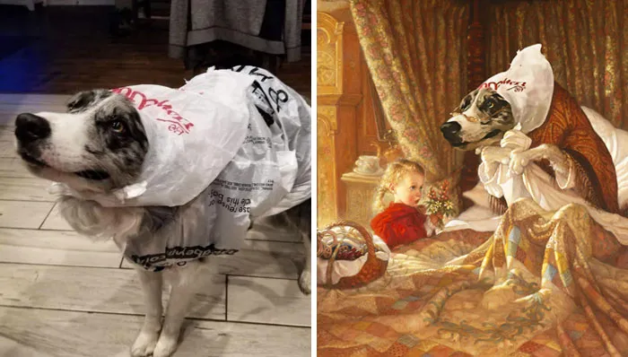 Dog Wearing Plastic Bags To Go Pee In The Rain