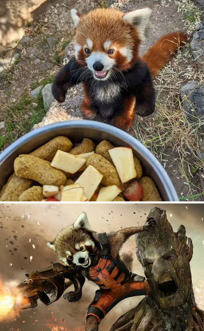 Este panda rojo a punto de disfrutar de unos bocadillos