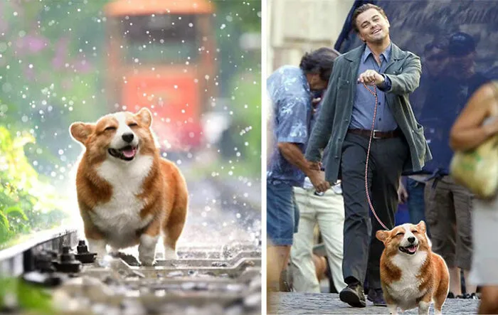 Este corgi feliz caminando por las vías del tren