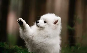 19 Pictures Of Adorable Puppies I've Photographed